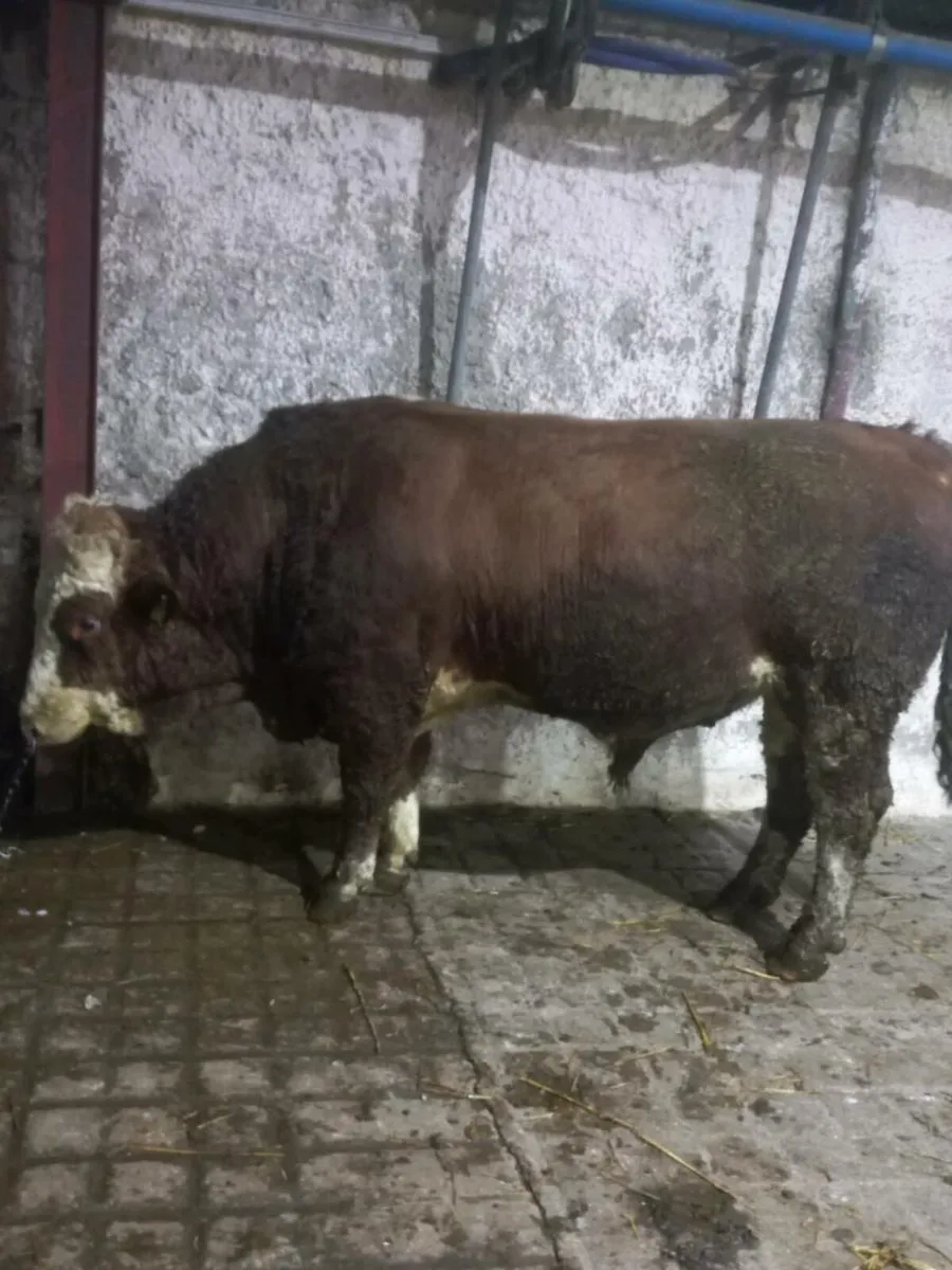 Fleckvieh Bull - Image 1