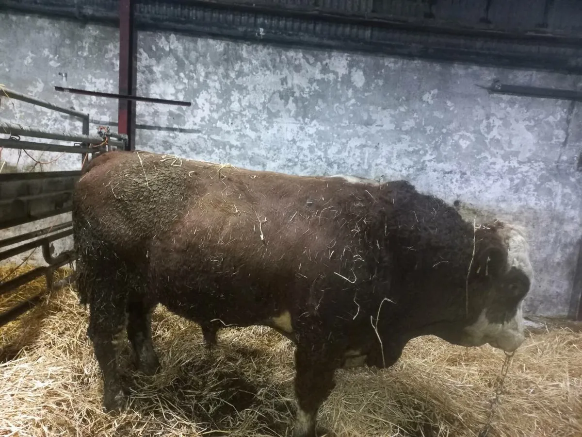 Fleckvieh Bull - Image 2