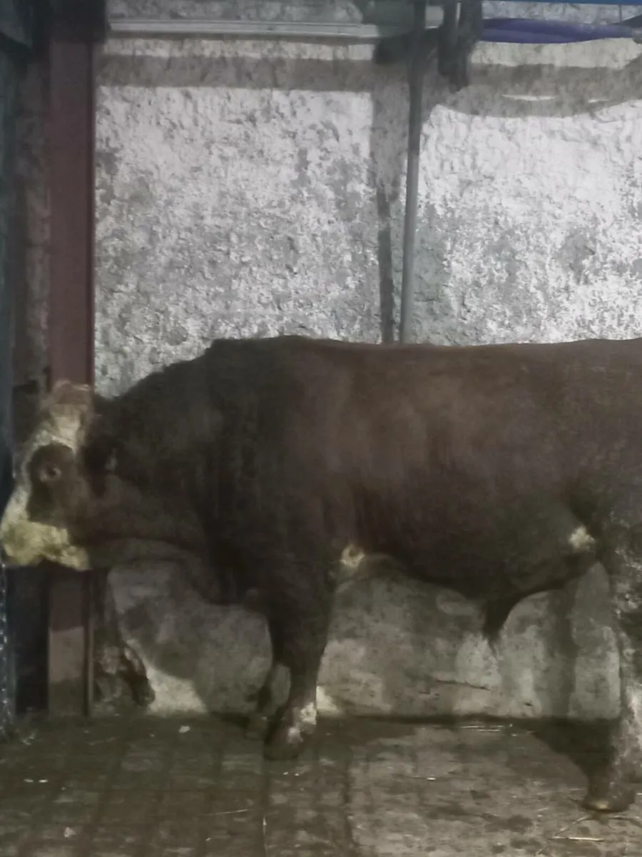 Fleckvieh Bull - Image 3