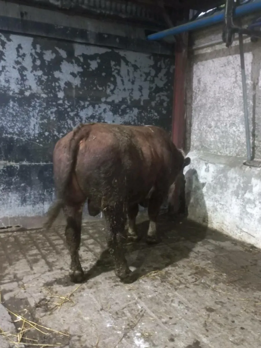 Fleckvieh Bull - Image 4