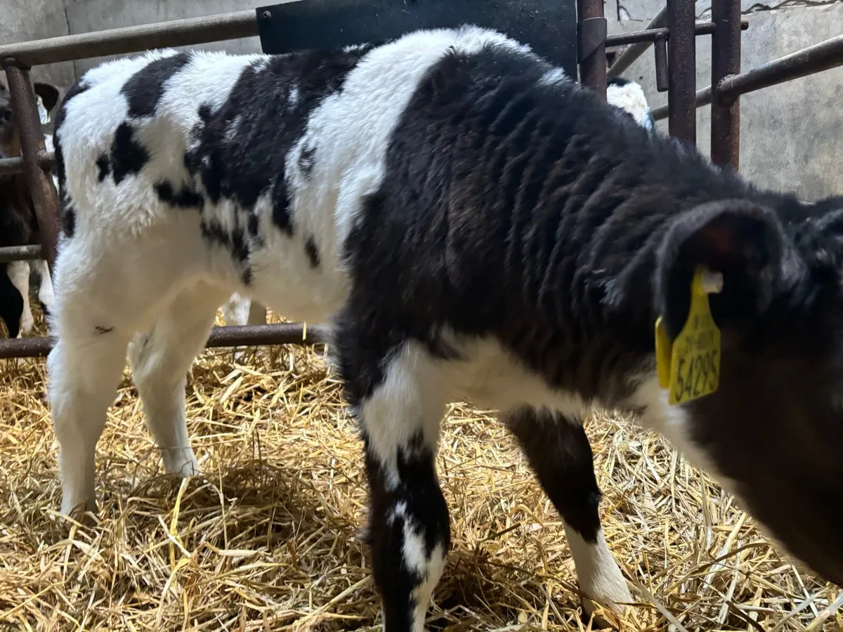 Belgian Blue Calves - Image 2