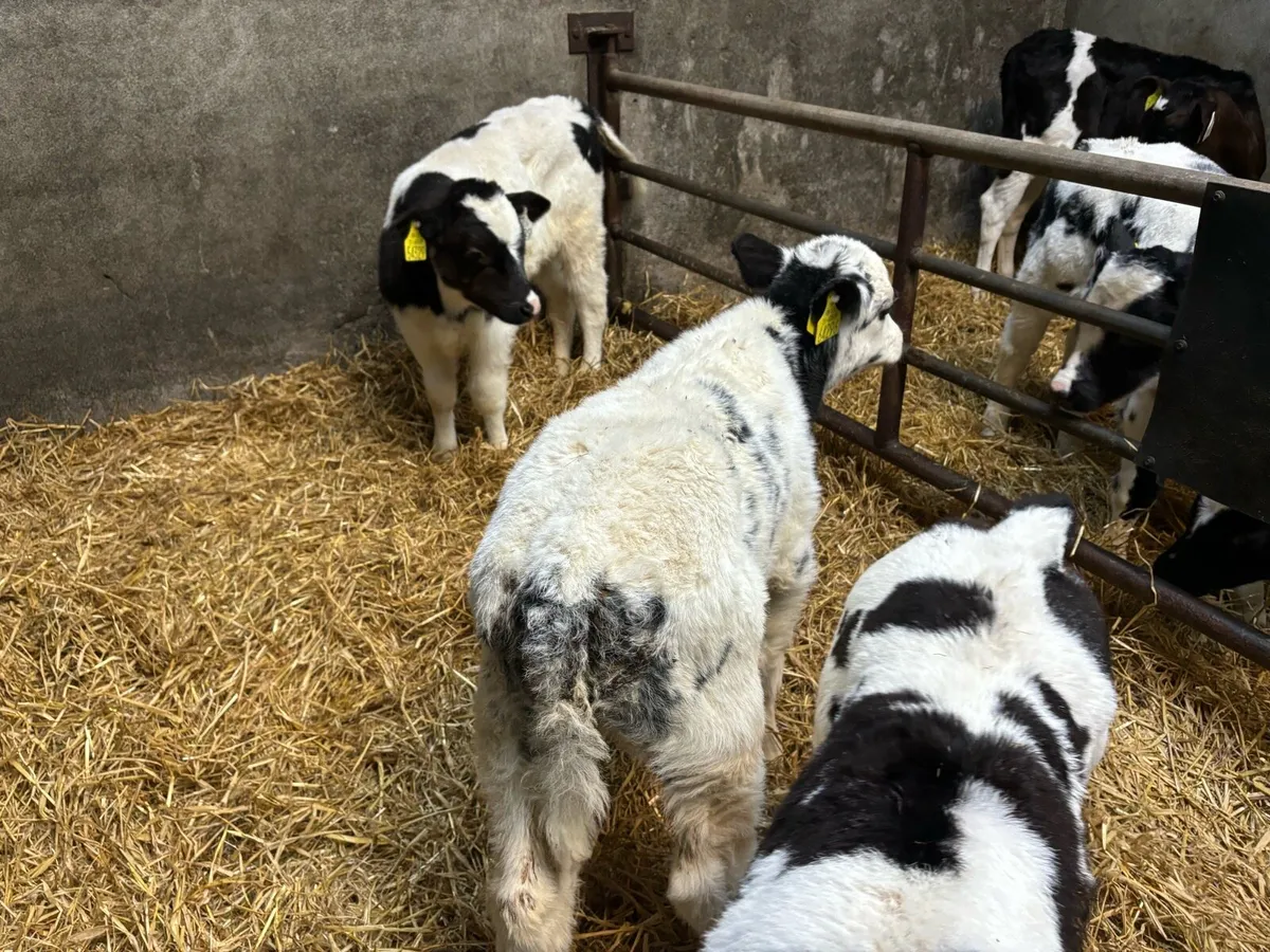 Belgian Blue Calves - Image 1