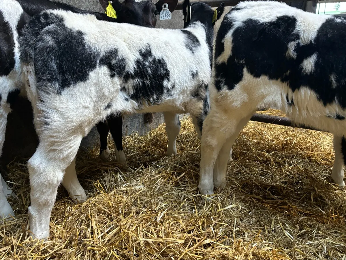 Belgian Blue Calves - Image 3
