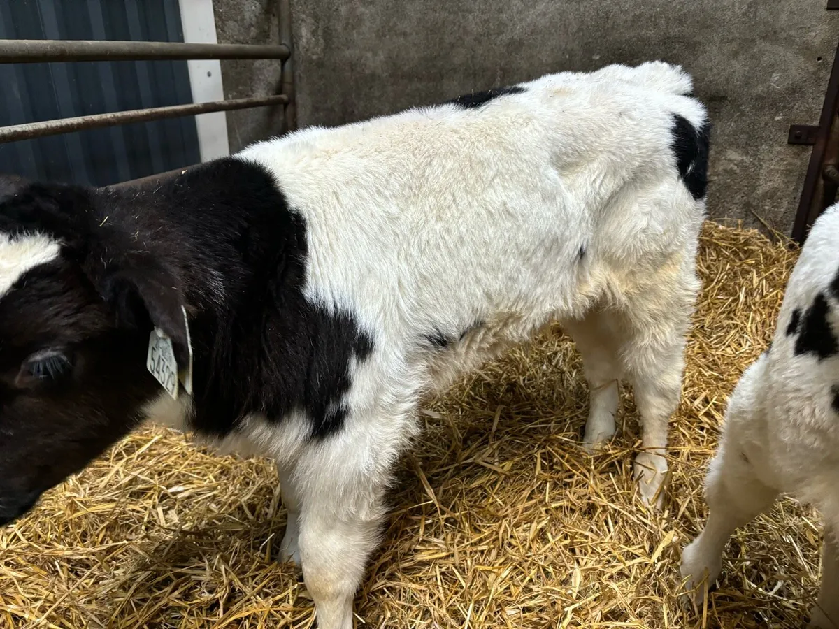 Belgian Blue Calves - Image 4