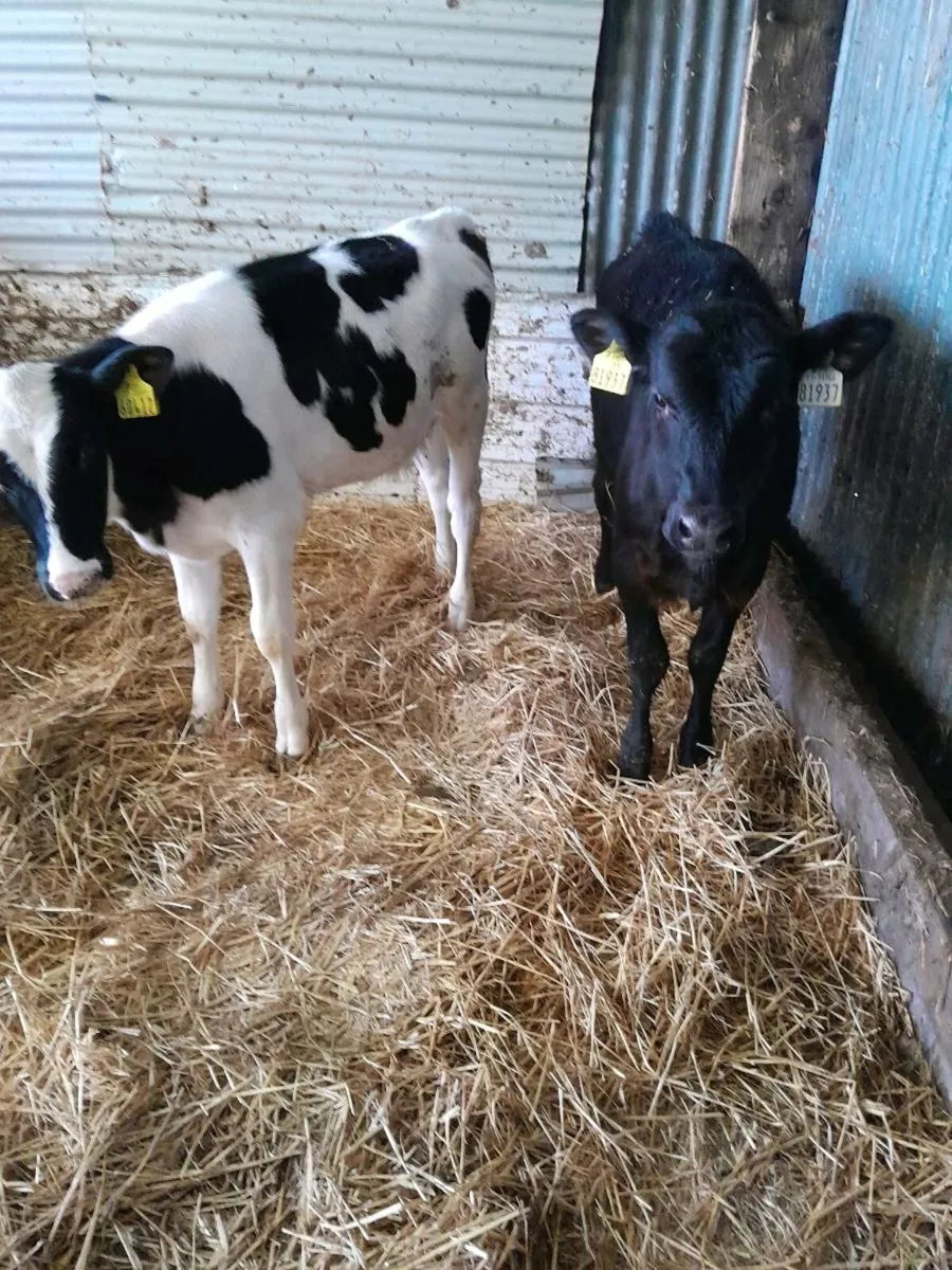 Angus & Frieisan Calfs - Image 1