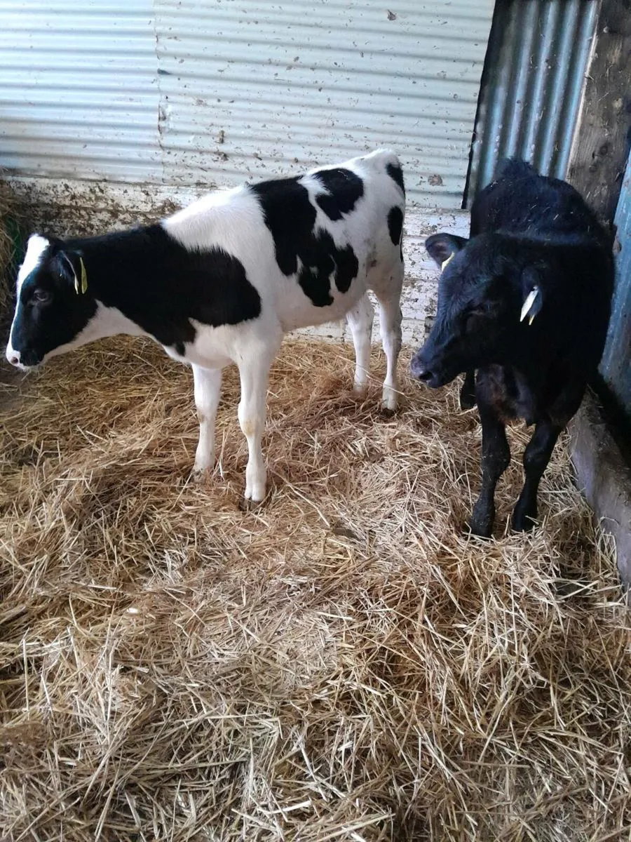 Angus & Frieisan Calfs - Image 2