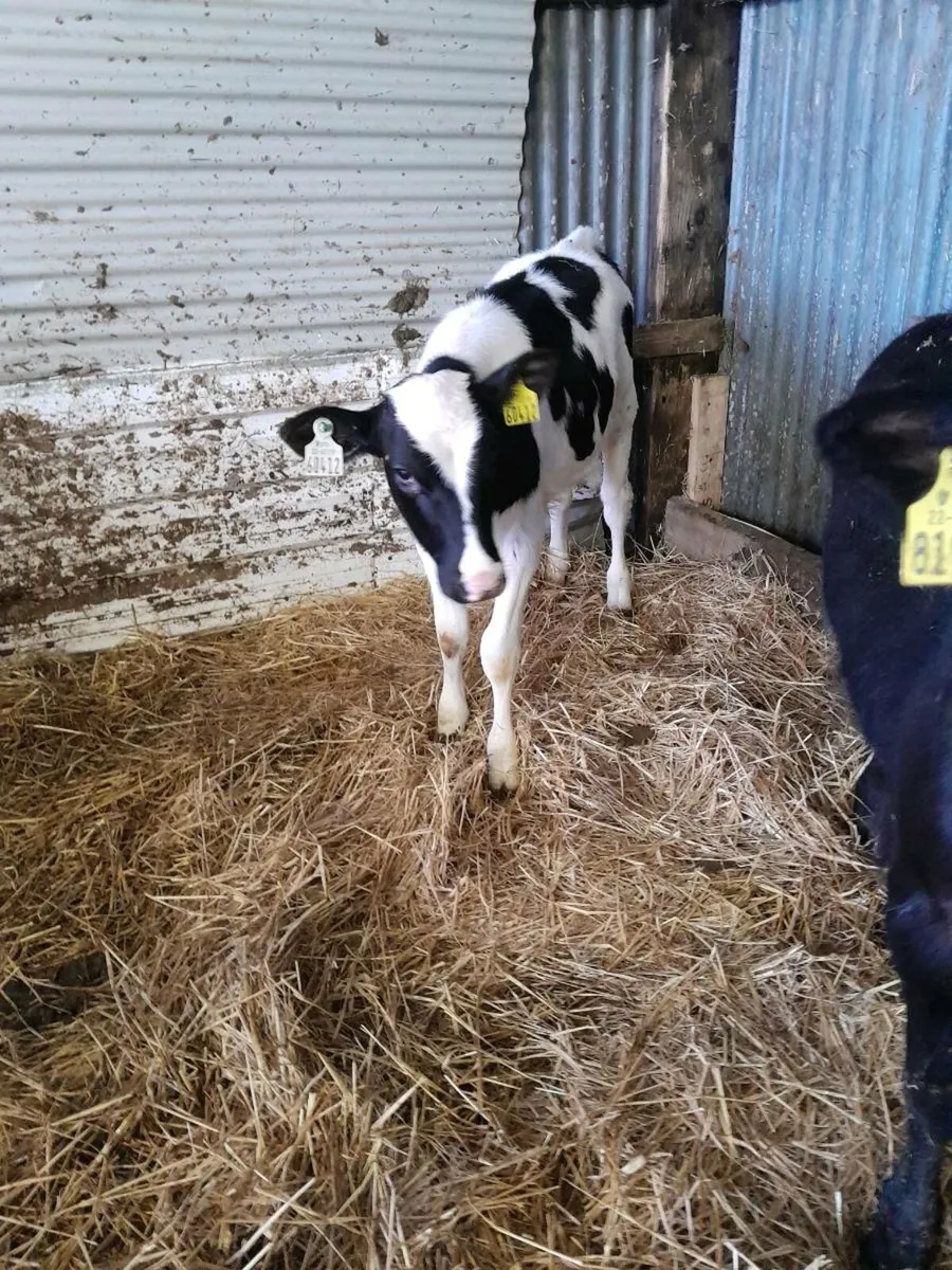 Angus & Frieisan Calfs - Image 3