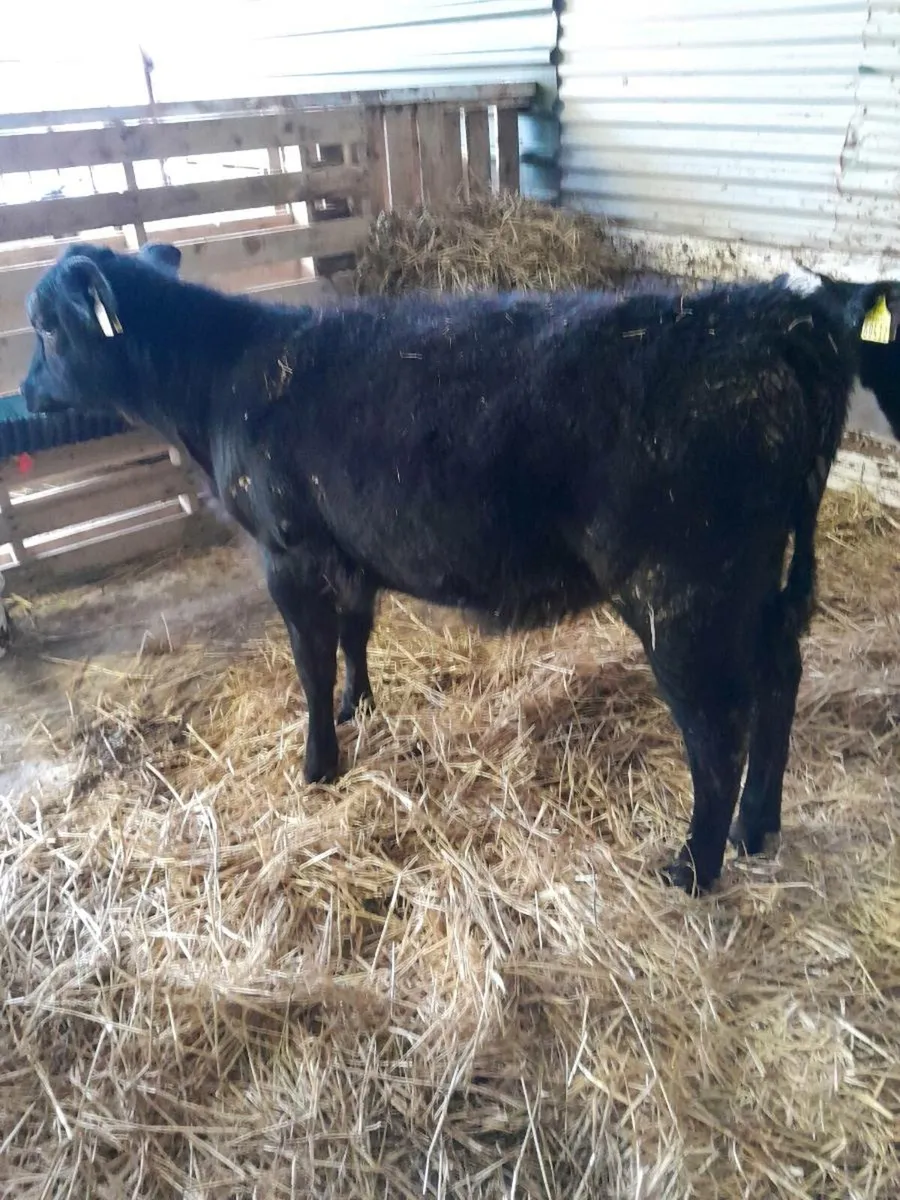 Angus & Frieisan Calfs - Image 4