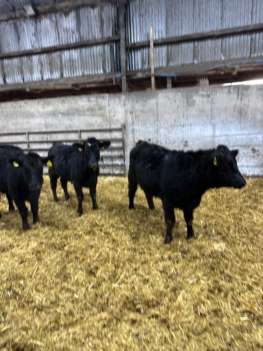 Angus heifers - Image 1