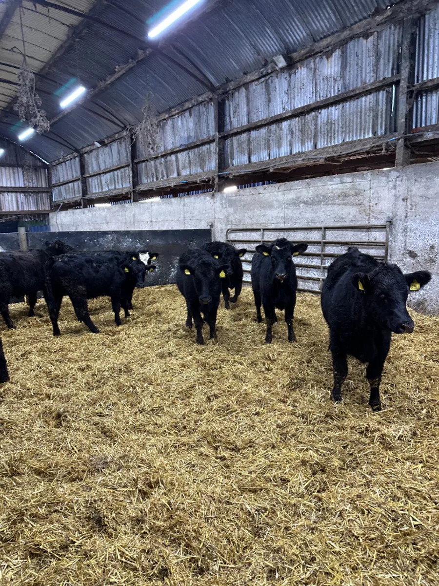 Angus heifers - Image 2