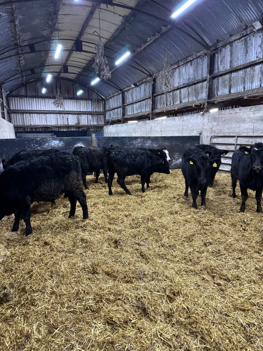 Angus heifers - Image 3