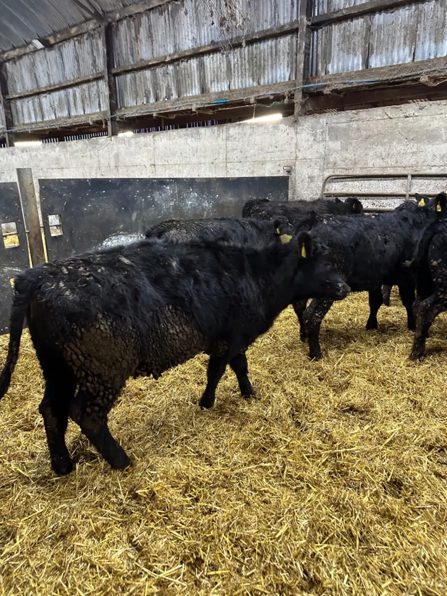 Angus heifers - Image 4