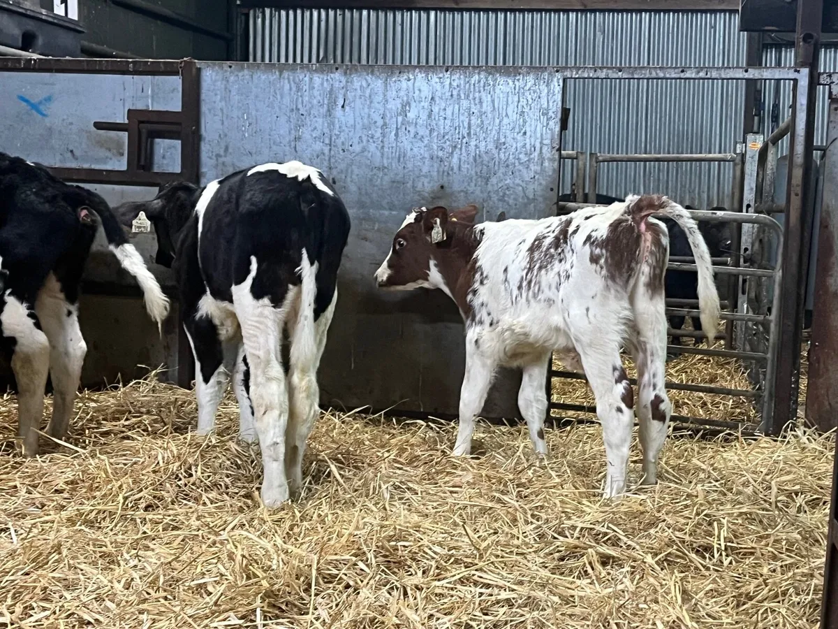12 Super Friesan bull calves - Image 2