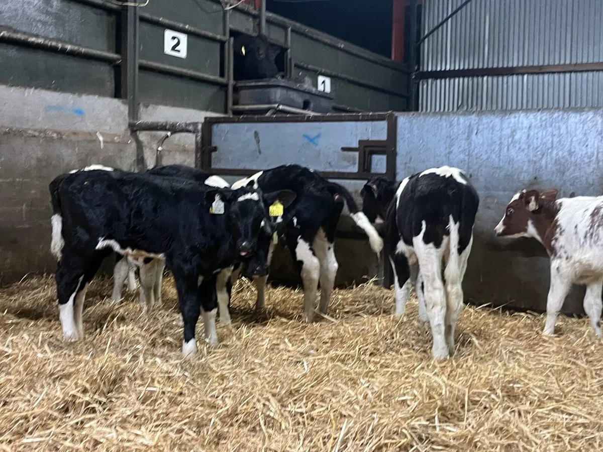 12 Super Friesan bull calves - Image 3