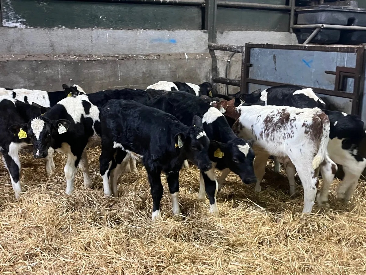 12 Super Friesan bull calves - Image 1