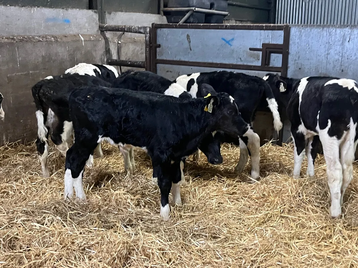 12 Super Friesan bull calves - Image 4