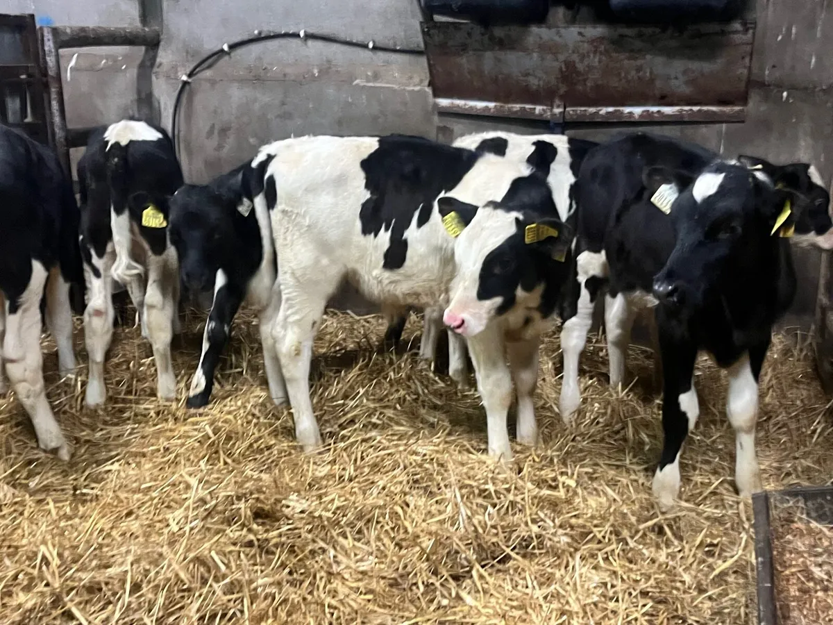 6 Reared Friesan bull runners - Image 1