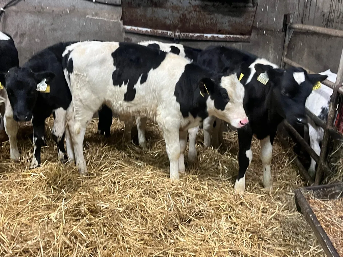 6 Reared Friesan bull runners - Image 2