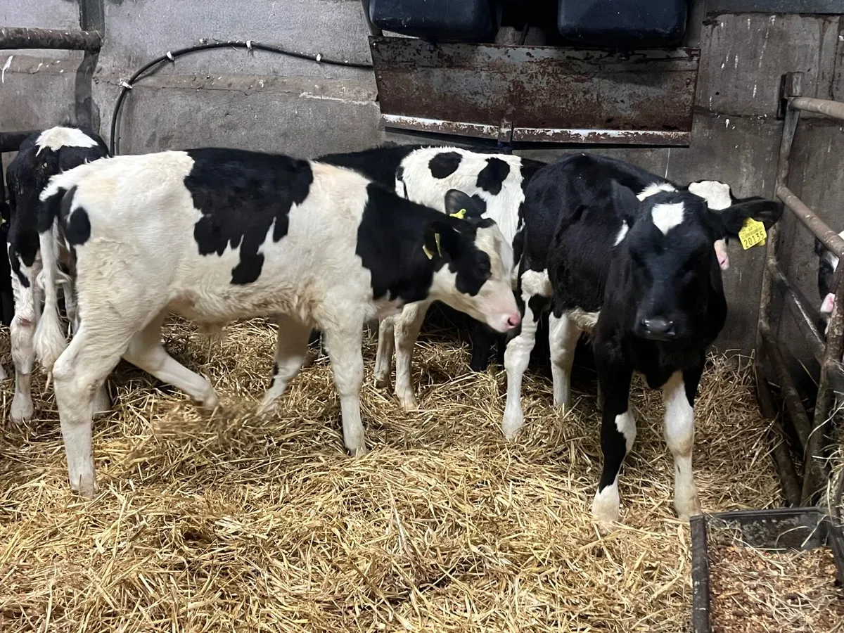 6 Reared Friesan bull runners - Image 3