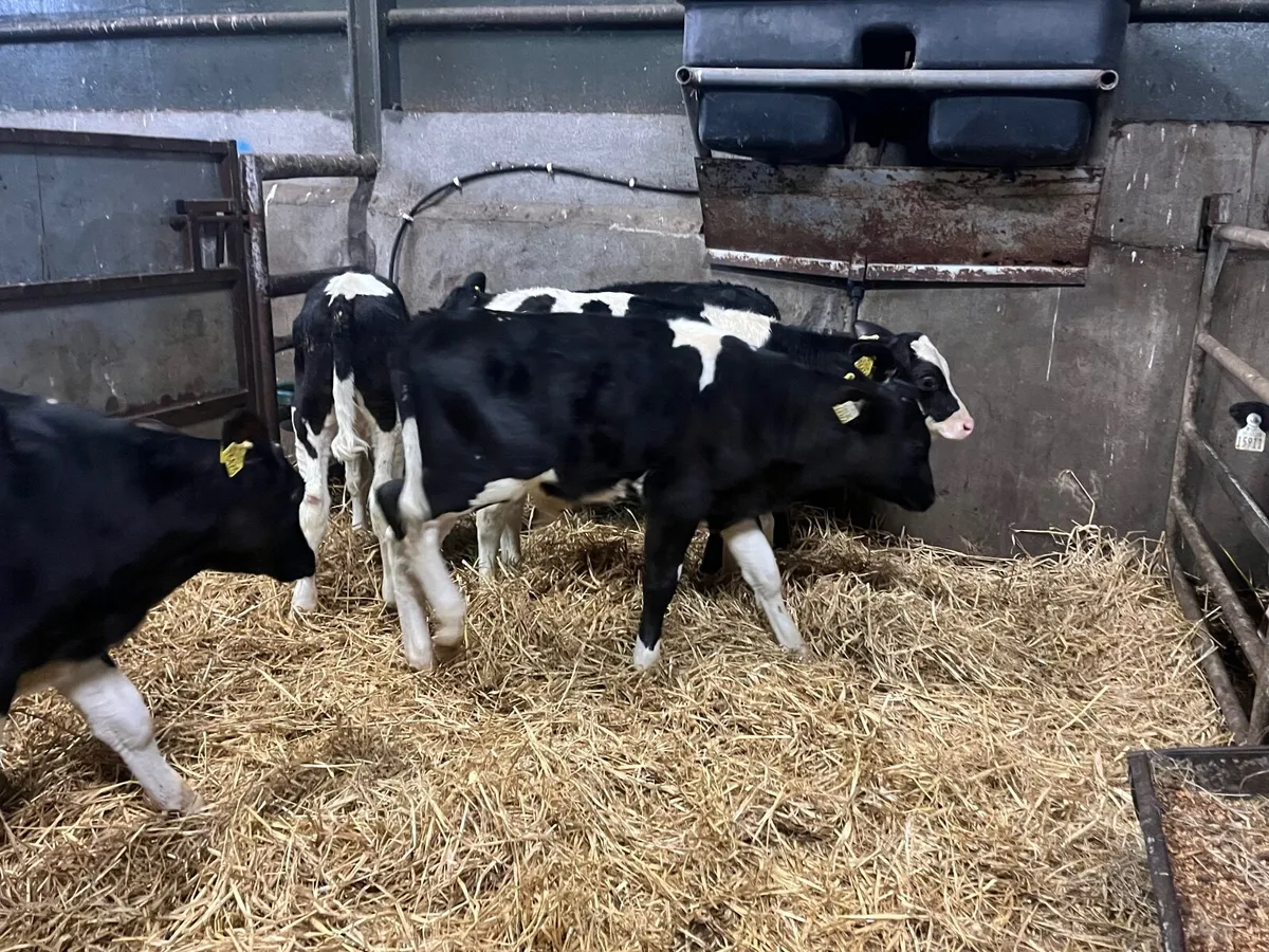 6 Reared Friesan bull runners - Image 4