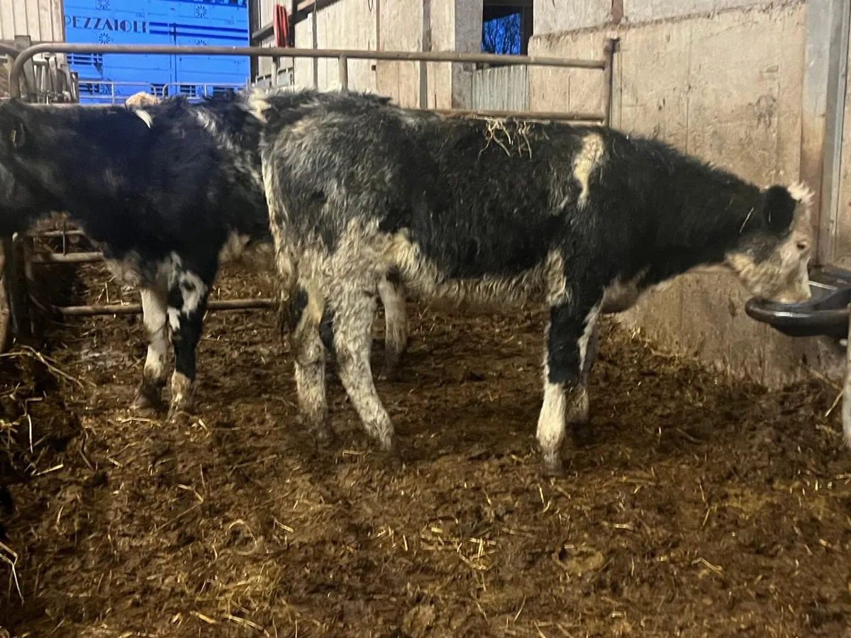 2 super Belgian blue heifer weanlings - Image 1
