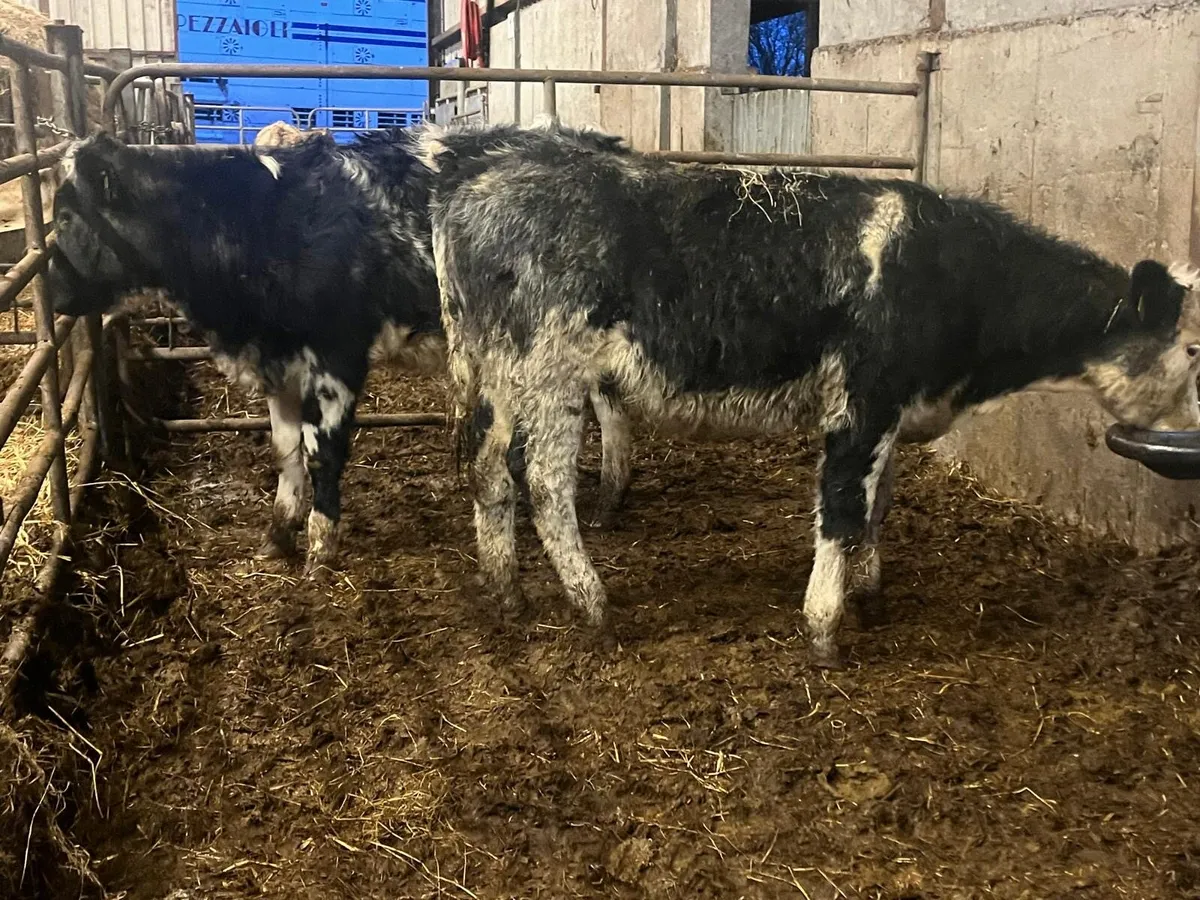 2 super Belgian blue heifer weanlings - Image 2