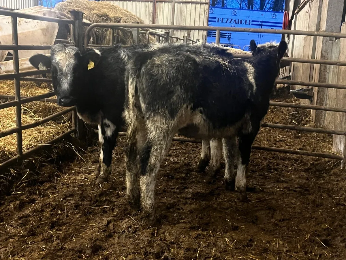 2 super Belgian blue heifer weanlings - Image 3