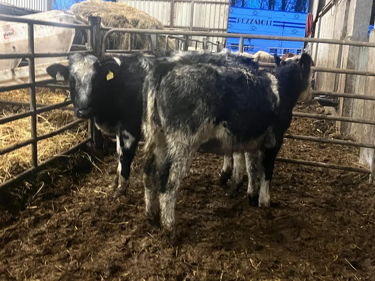 2 super Belgian blue heifer weanlings - Image 4