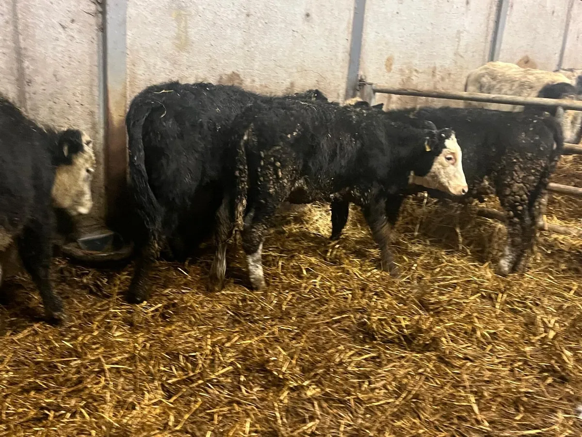 6 super Angus and Hereford heifers - Image 1