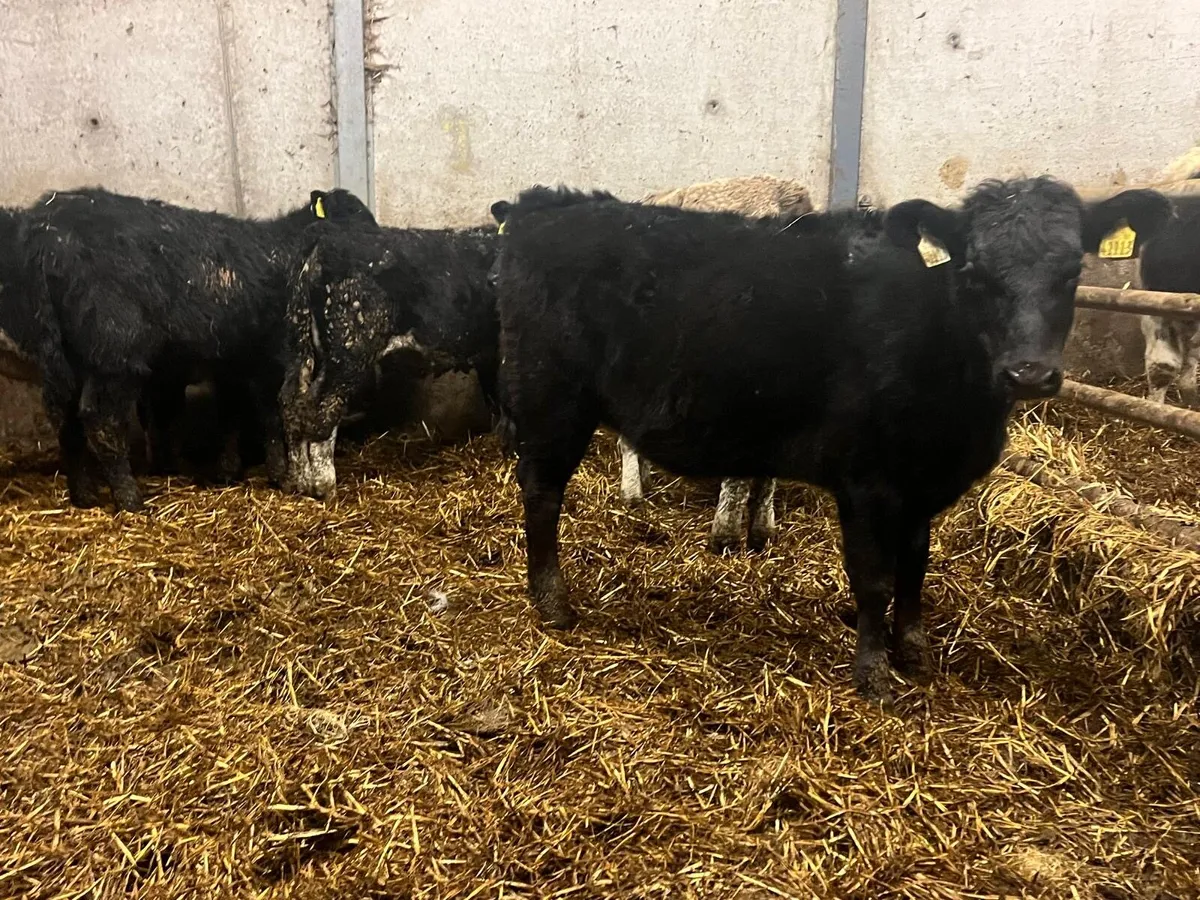 6 super Angus and Hereford heifers - Image 2