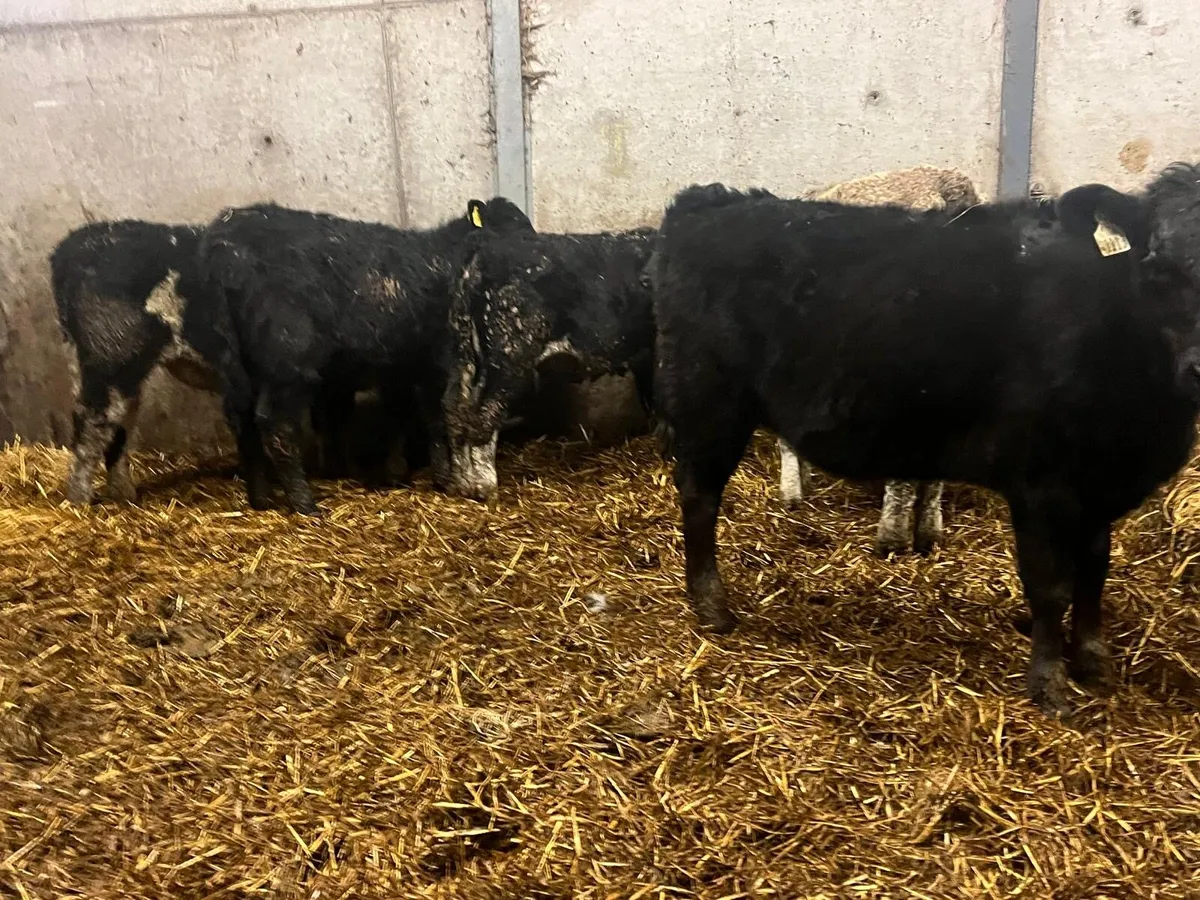 6 super Angus and Hereford heifers - Image 3