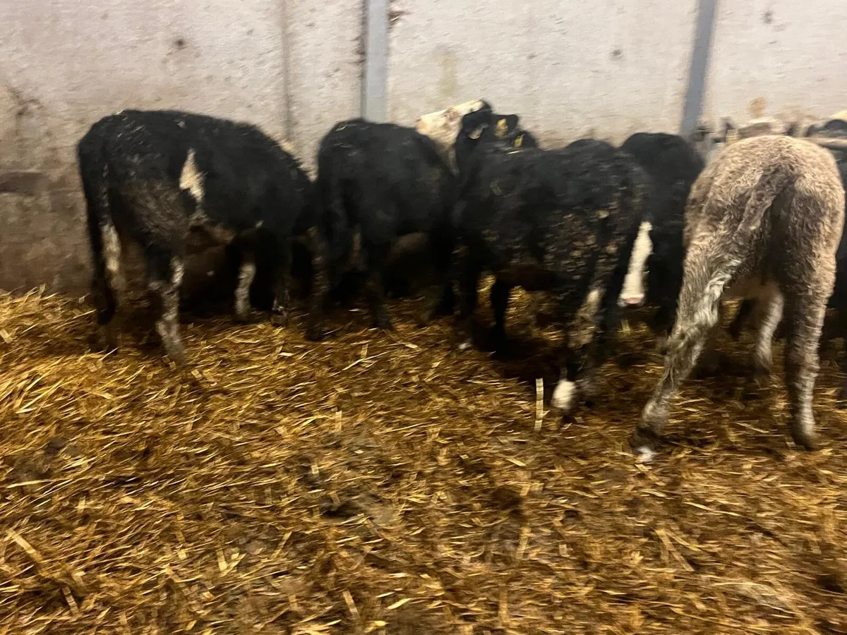 6 super Angus and Hereford heifers - Image 4