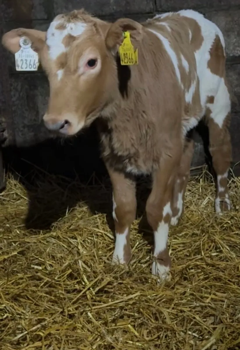 Outstanding autumn heifer calves - Image 1