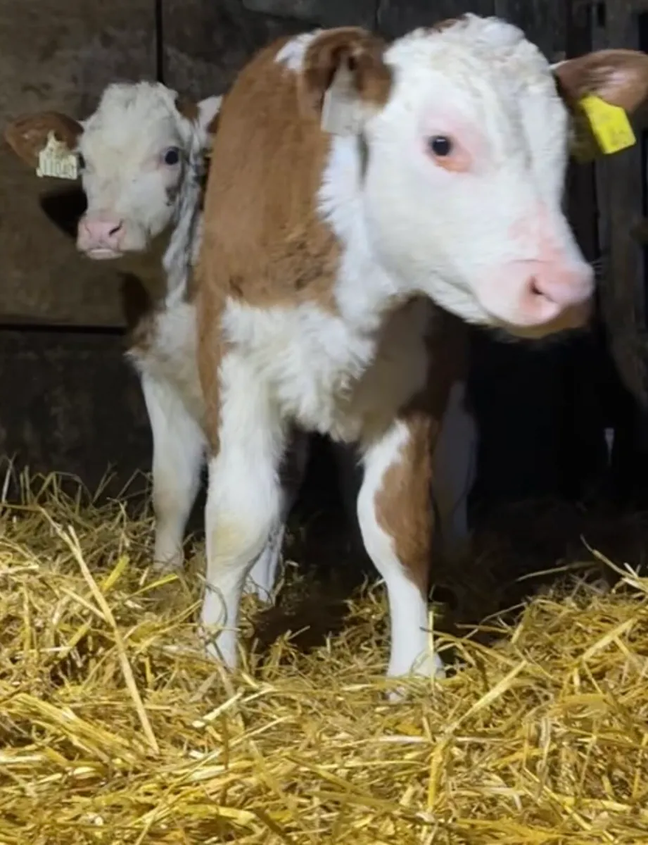 Outstanding autumn heifer calves - Image 2