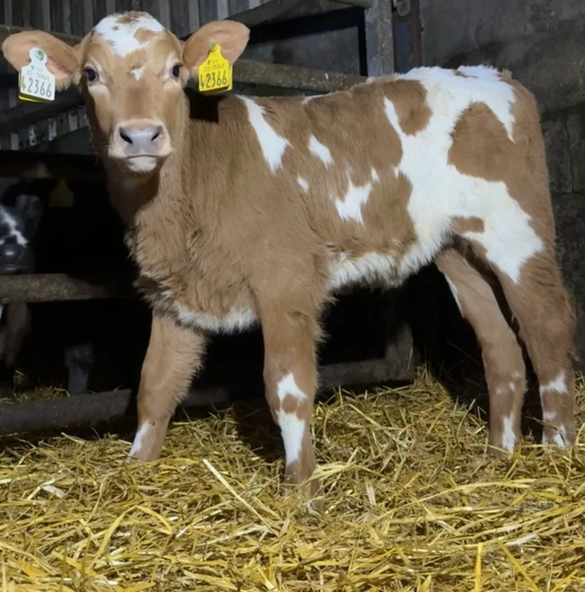 Outstanding autumn heifer calves - Image 3