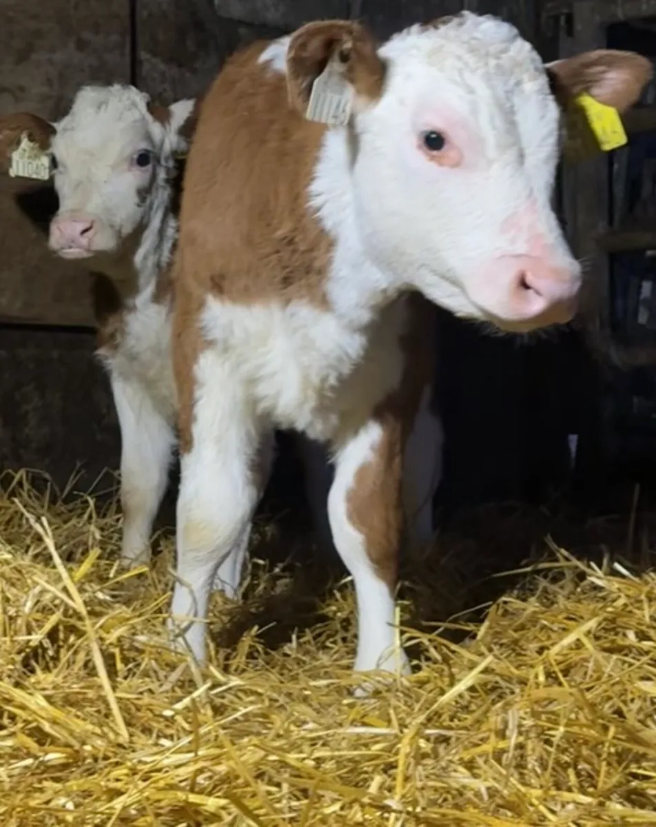 Outstanding autumn heifer calves - Image 4
