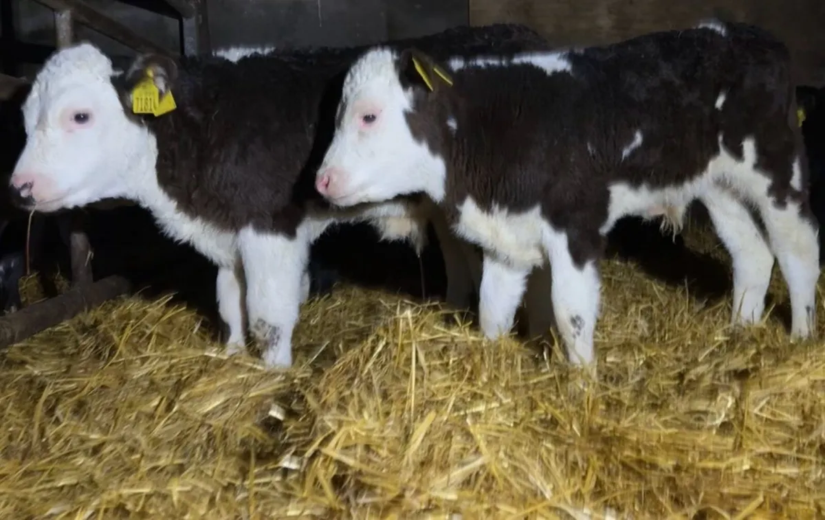 Super selection of Autumn bull calves - Image 2