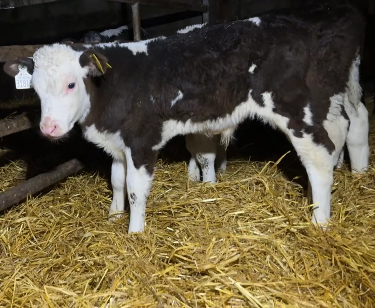 Super selection of Autumn bull calves - Image 3