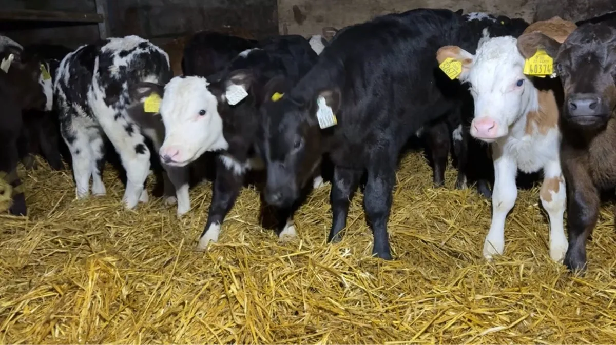 Super selection of Autumn bull calves - Image 4