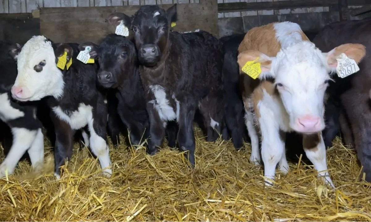 Super selection of Autumn bull calves - Image 1