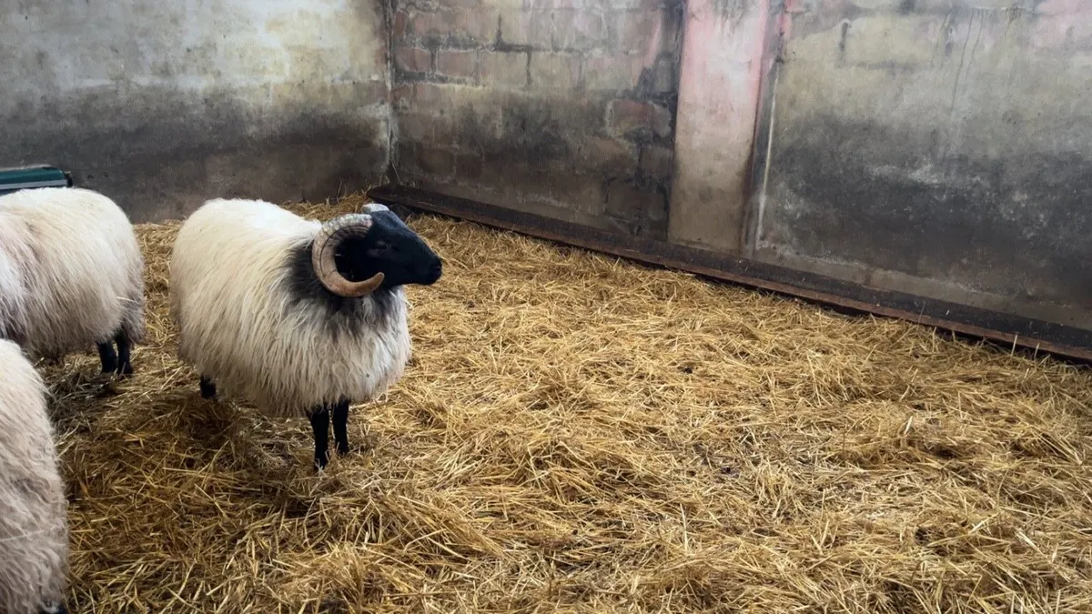 ✅Mayo Mountain Ram Lambs✅ - Image 2