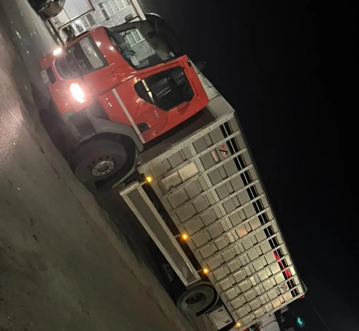 2026 Born Calves For Sale - Image 2