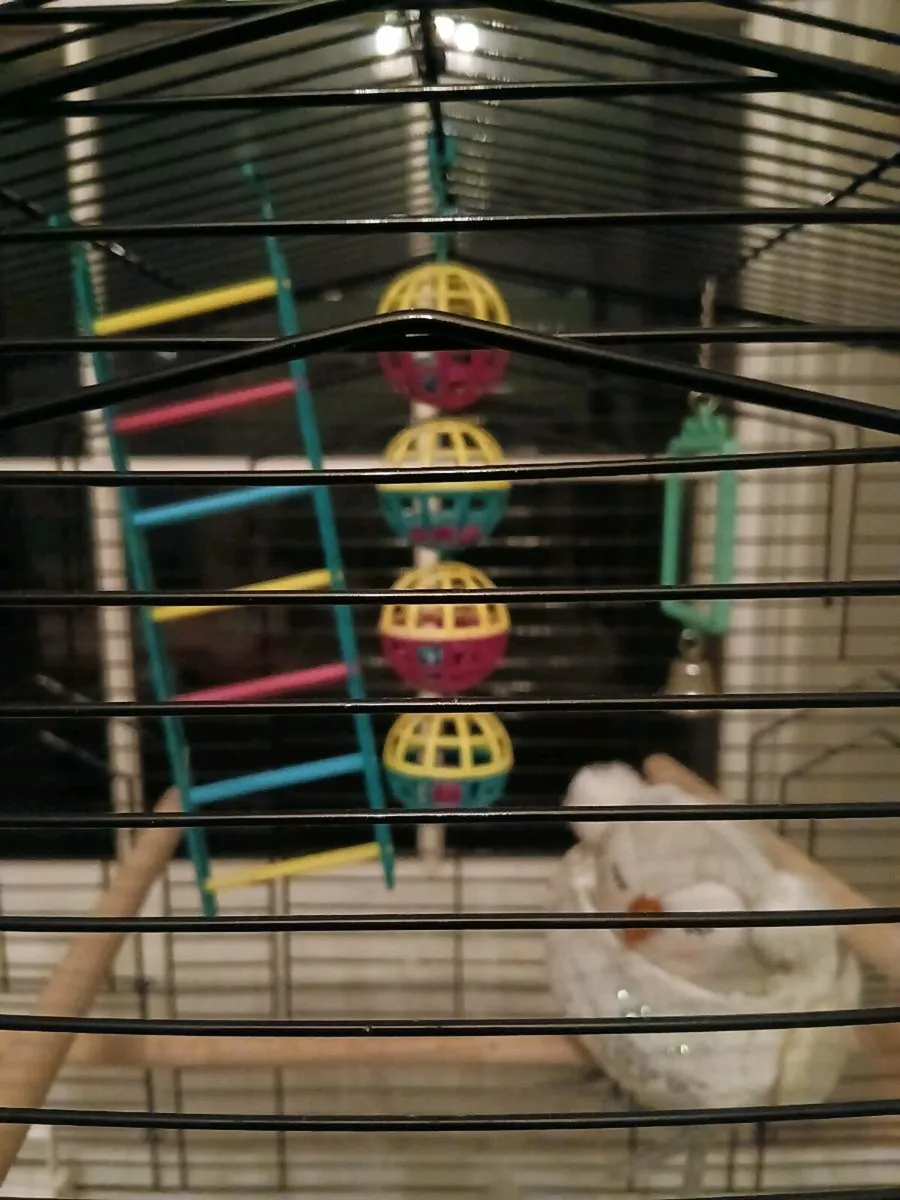 Budgie cage - Image 2