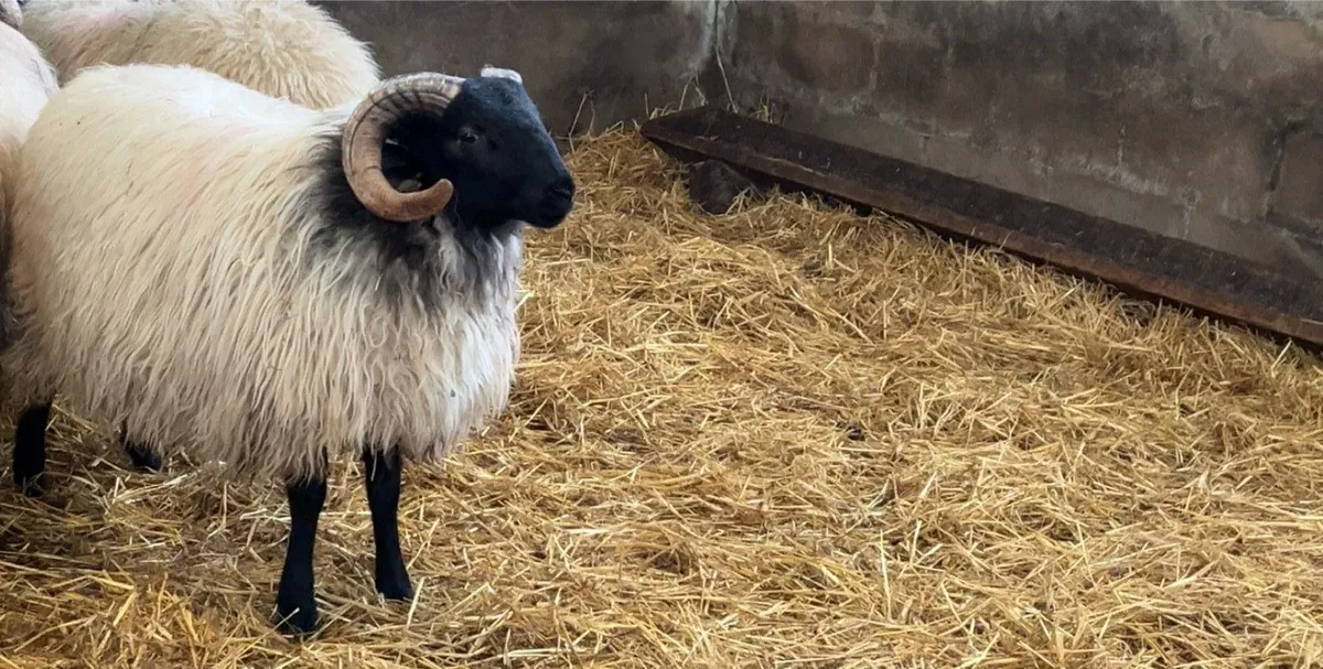 ✅Mayo Mountain Ram Lambs✅ - Image 1