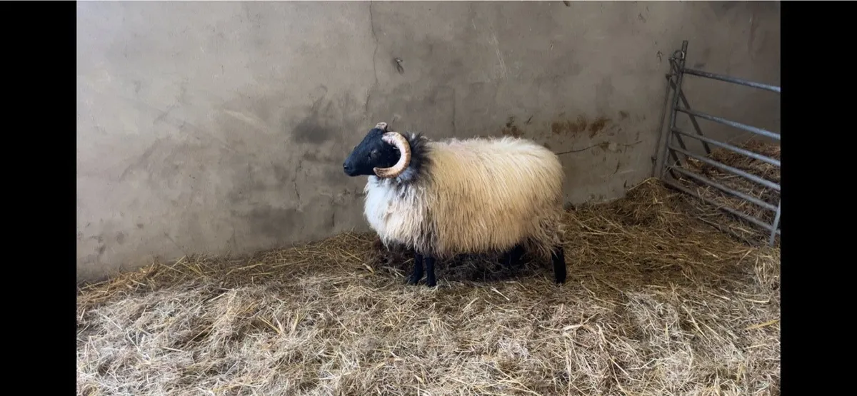 ✅Mayo Mountain Ram Lambs✅ - Image 3