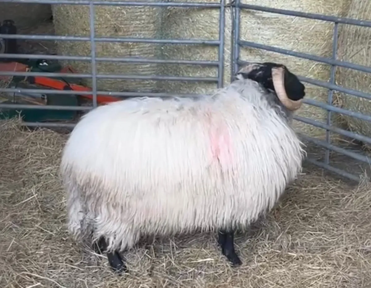 ✅Mayo Mountain Ram Lambs✅ - Image 4