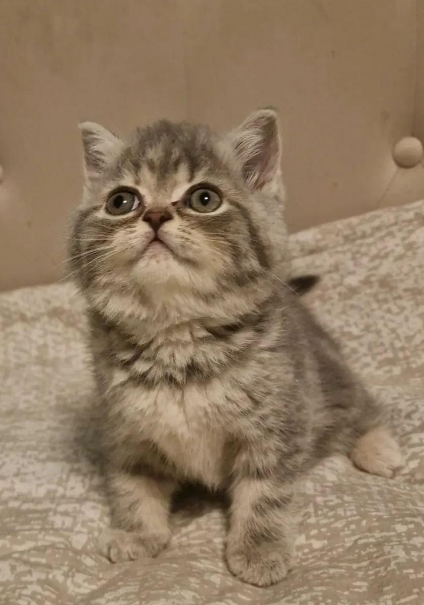 Scottish kittens - Image 4