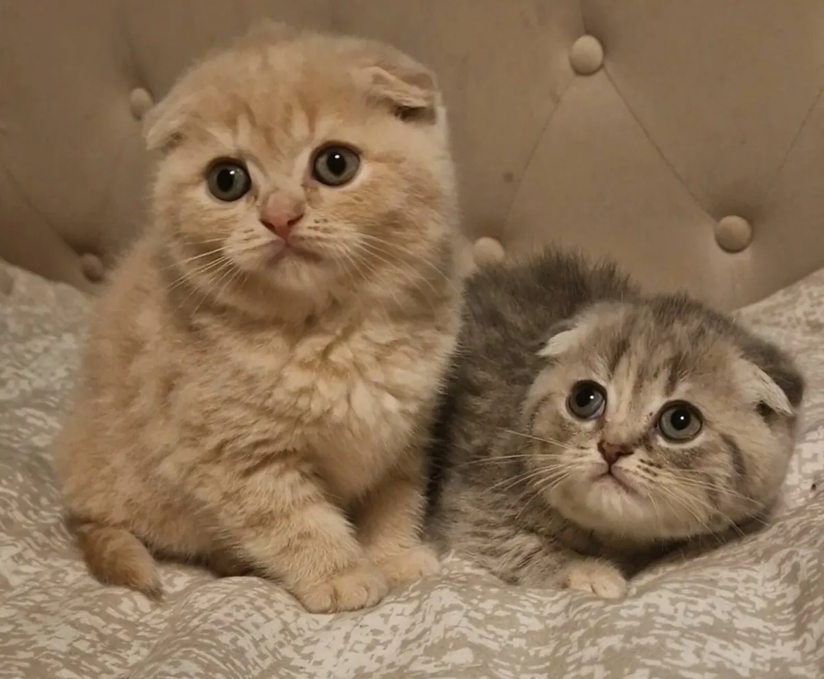 Scottish kittens - Image 1