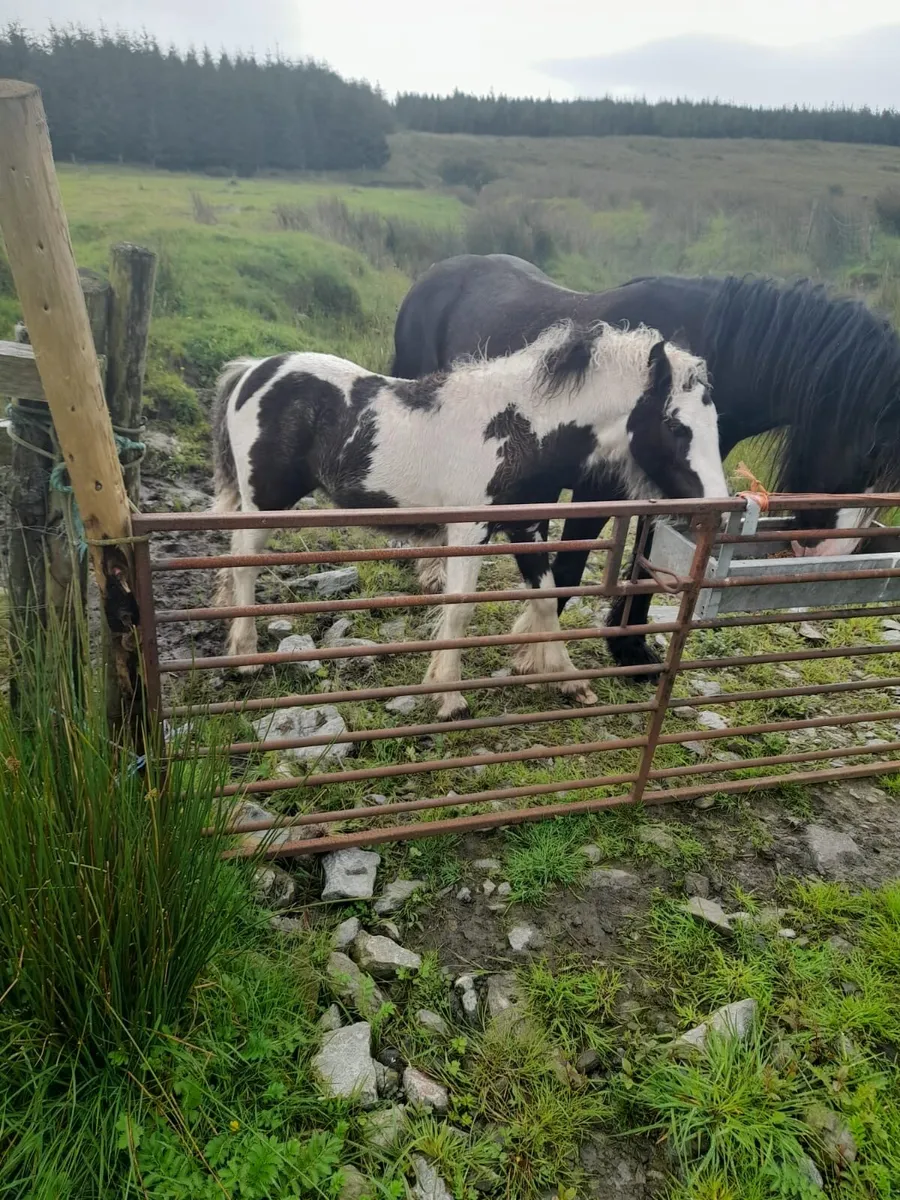 Cob Filly foal - Image 1