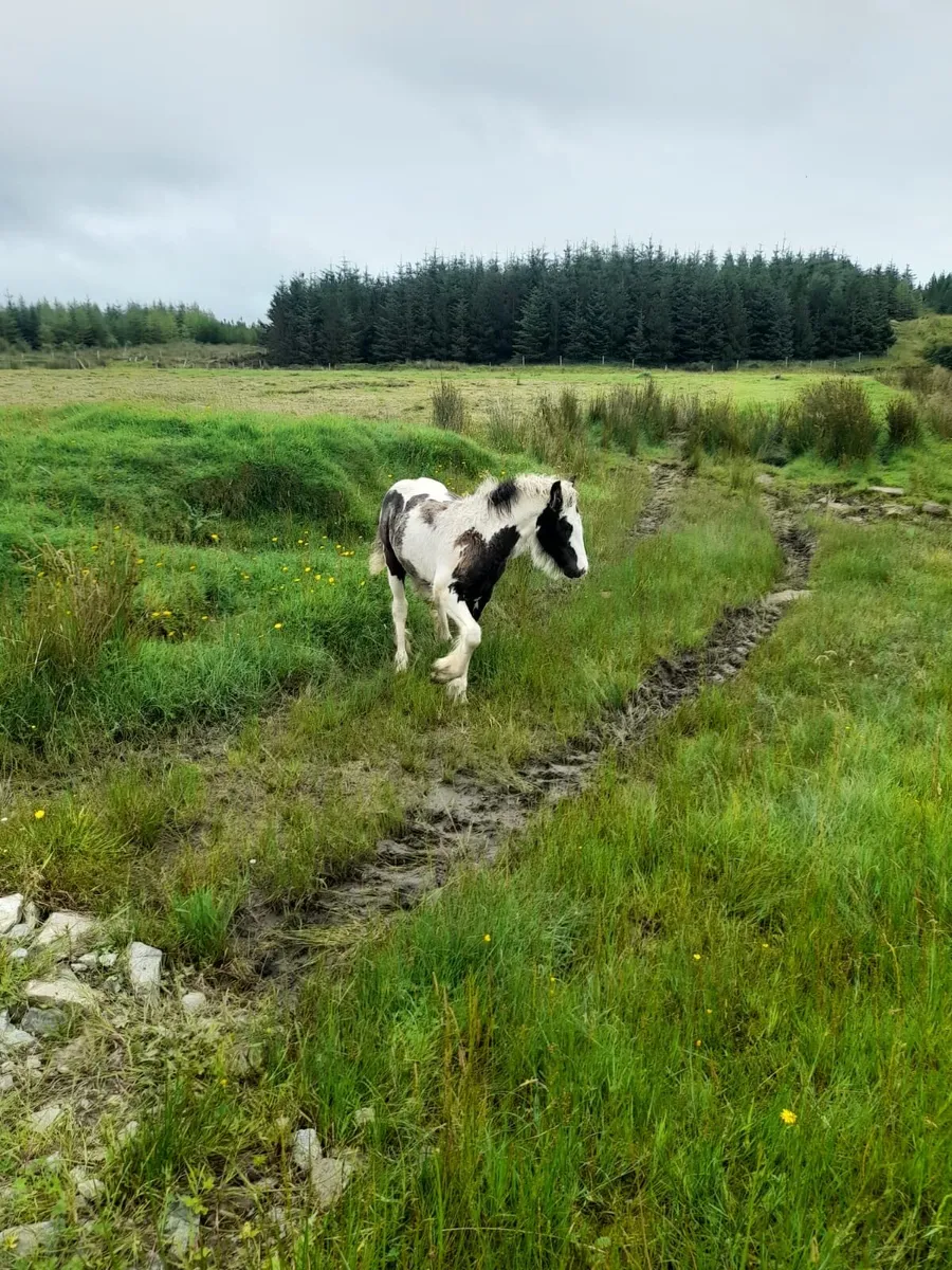 Cob Filly foal - Image 2